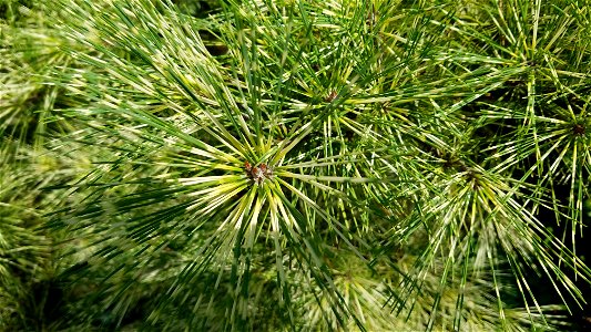 Chadwick Arboretum and Learning Gardens
The Ohio State University

Columbus, Ohio