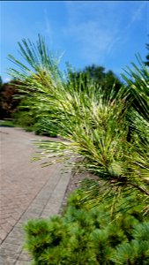Chadwick Arboretum and Learning Gardens
The Ohio State University

Columbus, Ohio