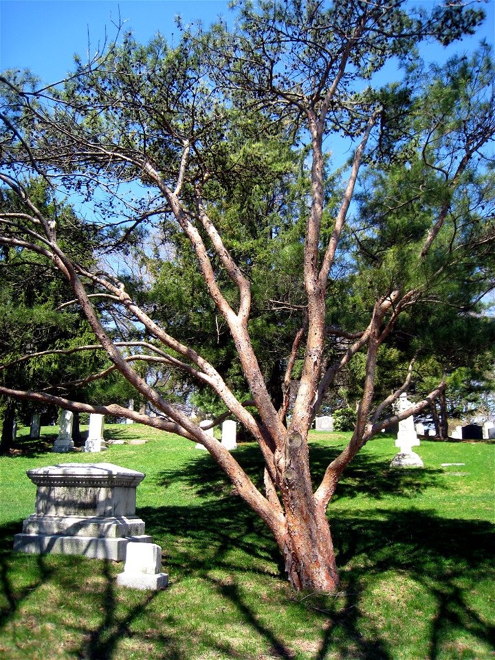Pinus densiflora, Mount Auburn Cemetery, Cambridge, Massachusetts, USA.