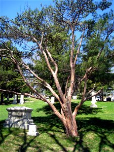 Pinus densiflora, Mount Auburn Cemetery, Cambridge, Massachusetts, USA.