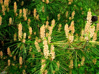 Pinus densiflora detail, in the Tower Hill Botanic Garden, Boylston, Massachusetts, USA.