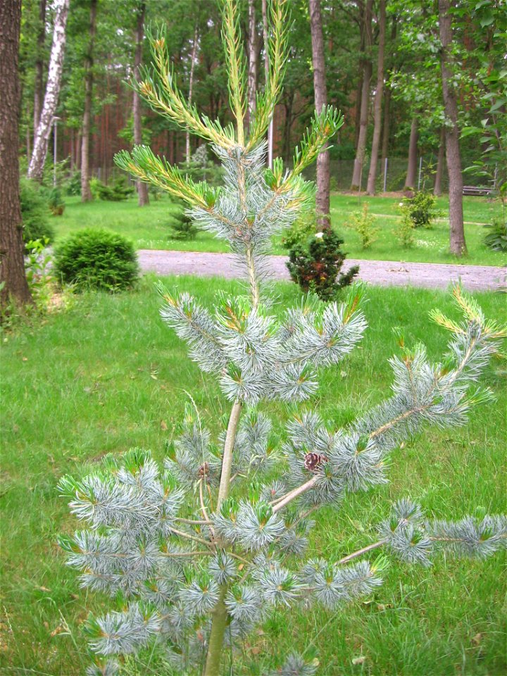 sosna drobnokwiatowa (Pinus parviflora) w ogrodzie botanicznym w Zielonej Górze