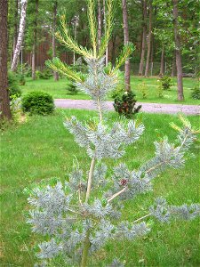 sosna drobnokwiatowa (Pinus parviflora) w ogrodzie botanicznym w Zielonej Górze
