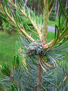 szyszka sosny drobnokwiatowej Pinus parviflora