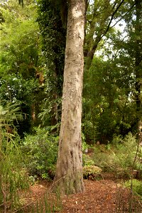 Christchurch Botanic Gardens, New Zealand section, rimu treelabel QS:Len,"Christchurch Botanic Gardens, New Zealand section, rimu tree" label QS:Lhu,"Az új-zélandi endemikus rimu fa törzse" photo