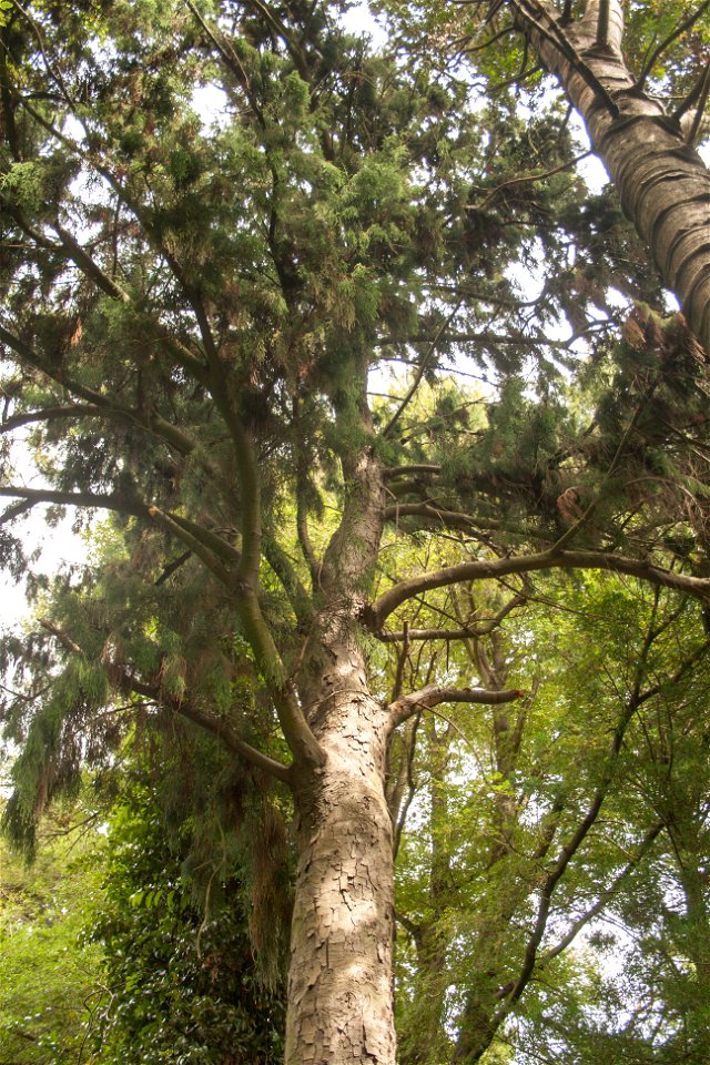 Christchurch Botanic Gardens, New Zealand section, rimu treelabel QS:Len,"Christchurch Botanic Gardens, New Zealand section, rimu tree"
label QS:Lhu,"Az új-zélandi endemikus rimu fa koronája"