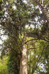 Christchurch Botanic Gardens, New Zealand section, rimu treelabel QS:Len,"Christchurch Botanic Gardens, New Zealand section, rimu tree" label QS:Lhu,"Az új-zélandi endemikus rimu fa koronája" photo