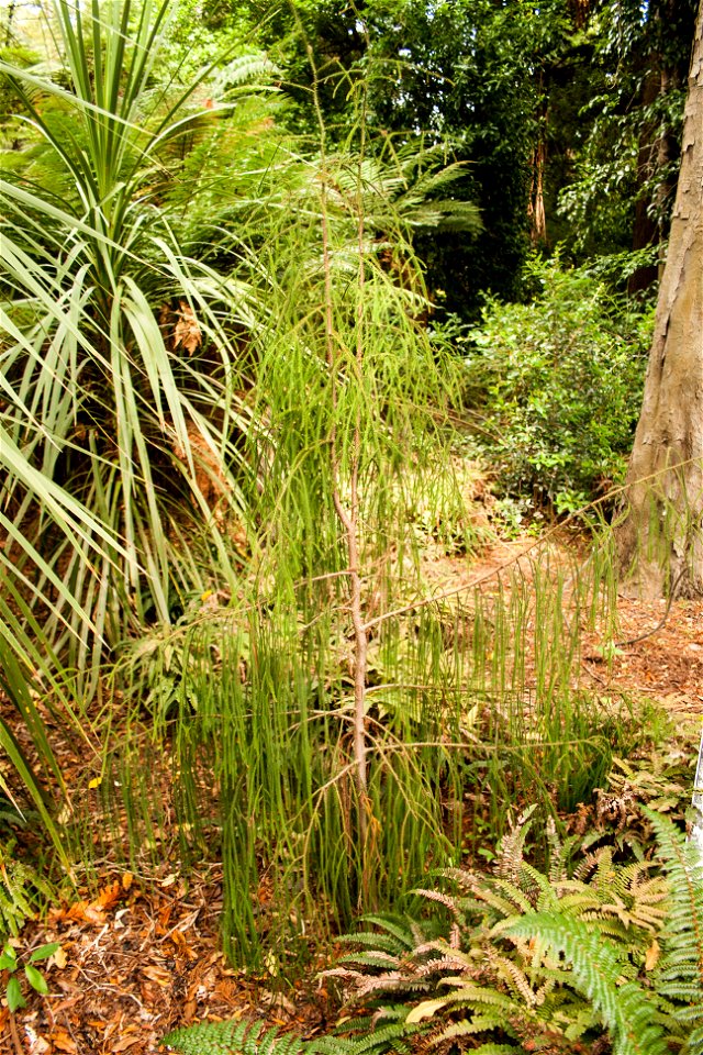 Christchurch Botanic Gardens, New Zealand section, rimu tree, juvenilelabel QS:Len,"Christchurch Botanic Gardens, New Zealand section, rimu tree, juvenile"
label QS:Lhu,"Az új-zélandi endemikus rimu f