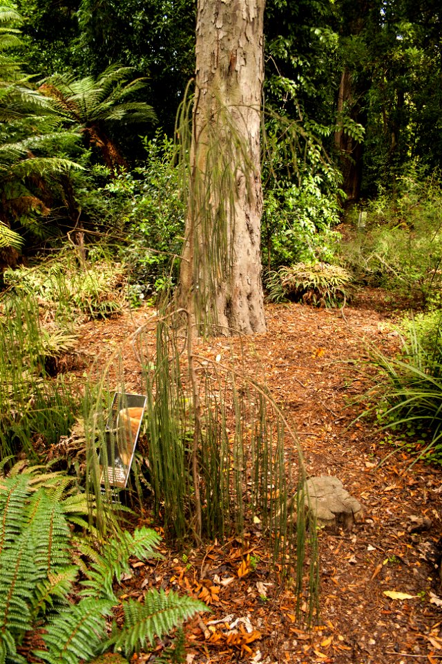 Christchurch Botanic Gardens, New Zealand section, rimu tree, old and juvenilelabel QS:Len,"Christchurch Botanic Gardens, New Zealand section, rimu tree, old and juvenile"
label QS:Lhu,"Az új-zélandi 