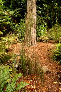 Christchurch Botanic Gardens, New Zealand section, rimu tree, old and juvenilelabel QS:Len,"Christchurch Botanic Gardens, New Zealand section, rimu tree, old and juvenile"
label QS:Lhu,"Az új-zélandi 