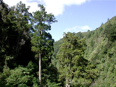 Mature rimu trees in Karapoti Gorge. photo