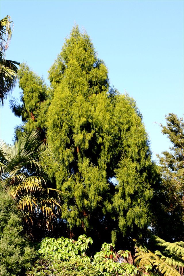 Dacrydium cupressinum, A young Rimu, endemic to New Zealand, growing in cultivation at the University of Auckland, New Zealand.