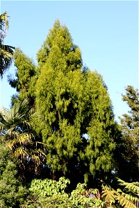 Dacrydium cupressinum, A young Rimu, endemic to New Zealand, growing in cultivation at the University of Auckland, New Zealand.