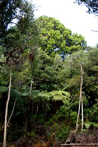Dacrydium cupressinum, Rimu, endemic to New Zealand, growing in habitat at Opua, North Island, New Zealand.  Rimu tree emerges through regenerating forest.