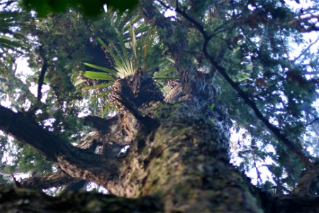 Dacrydium cupressinum, Rimu, in habitat with Astelia spp. epiphytes, Opua, New Zealand.