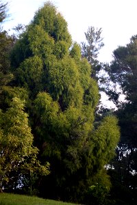 Dacrydium cupressinum, A young Rimu, endemic to New Zealand, growing in cultivation at Opua, North Island, New Zealand.
