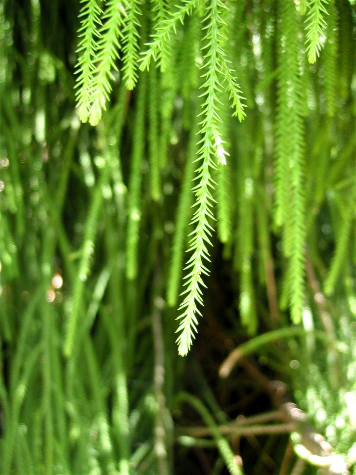 foliage of Rimu, Dacrydium cupressinum, New Zealand. I took this picture myself at the en:UC Berkeley  Botanical Garden.  More comments on the picture can be found at Dusky Shutterflies.