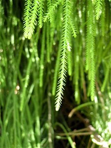 foliage of Rimu, Dacrydium cupressinum, New Zealand. I took this picture myself at the en:UC Berkeley  Botanical Garden.  More comments on the picture can be found at Dusky Shutterflies.