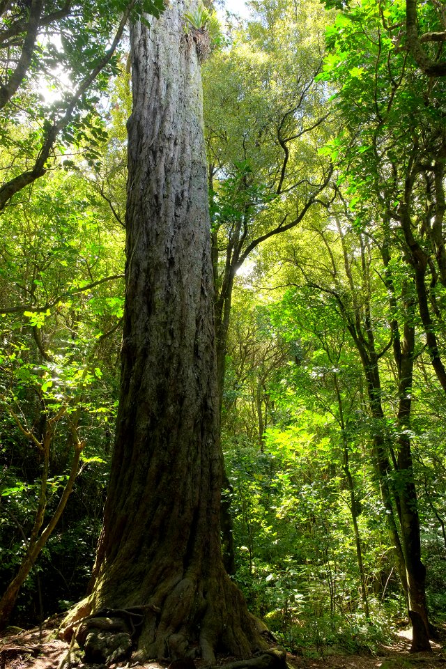 Trunk of 800 year old rimu in Otari-Wilton's Bush on the outskirts of Wellington City.