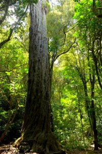 Trunk of 800 year old rimu in Otari-Wilton's Bush on the outskirts of Wellington City.