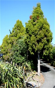 Dacrydium cupressinum, Young Rimu trees, endemic to New Zealand, growing in cultivation at Opua, North Island, New Zealand.