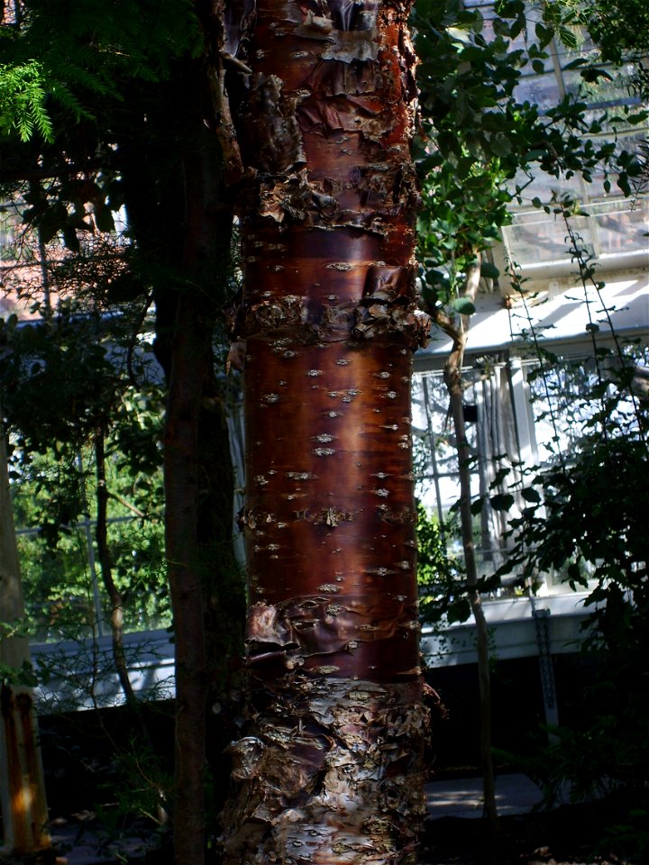 Botanical Garden Copenhagen, Araucaria cunninghamii trunk
