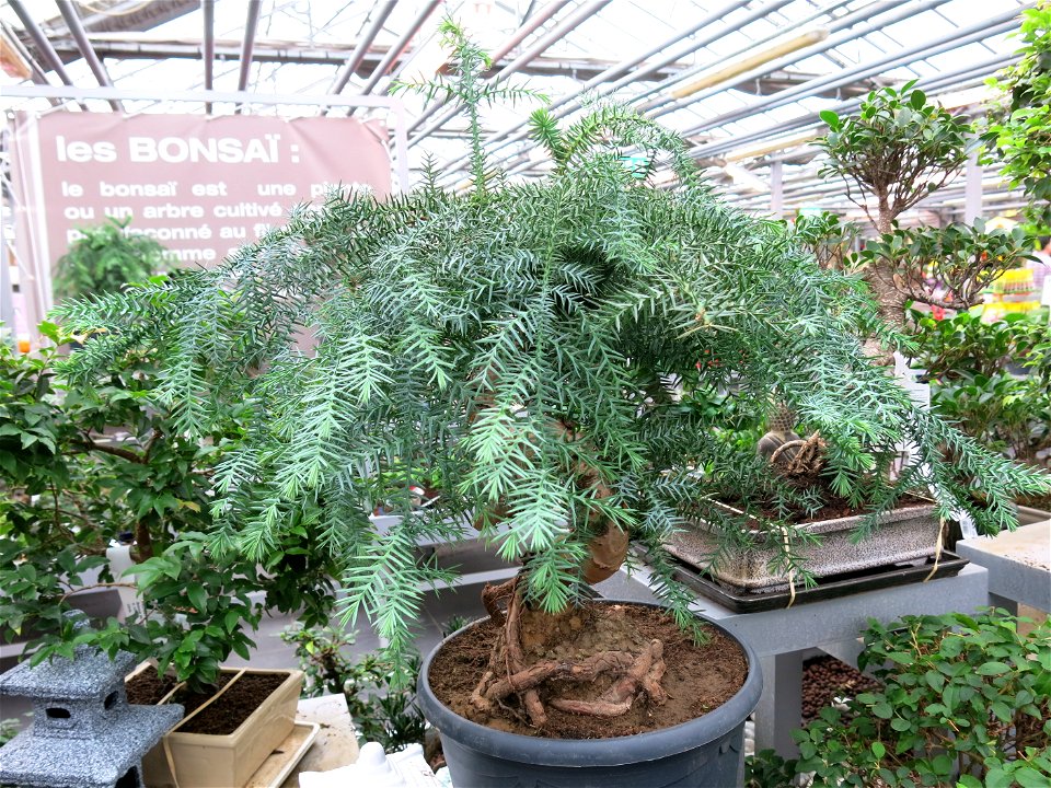Araucaria cunninghamii in a garden centre. Identified by its commercial botanic commercial label.