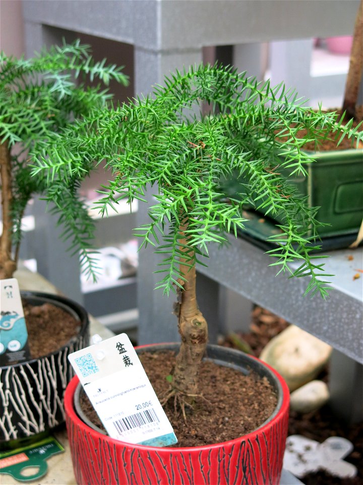 Small Araucaria cunninghamii in a garden centre. Identified by its commercial botanic commercial label.