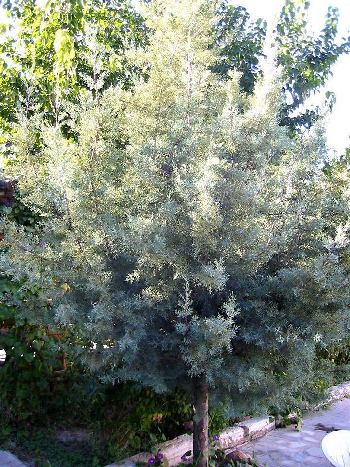 Cupressus glabra (syn. C. arizonica var. glabra)