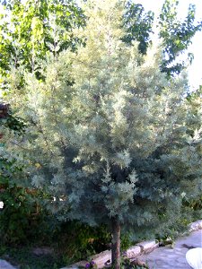 Cupressus glabra (syn. C. arizonica var. glabra)