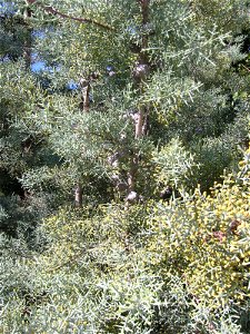 Cupressus glabra (syn. C. arizonica var. glabra)