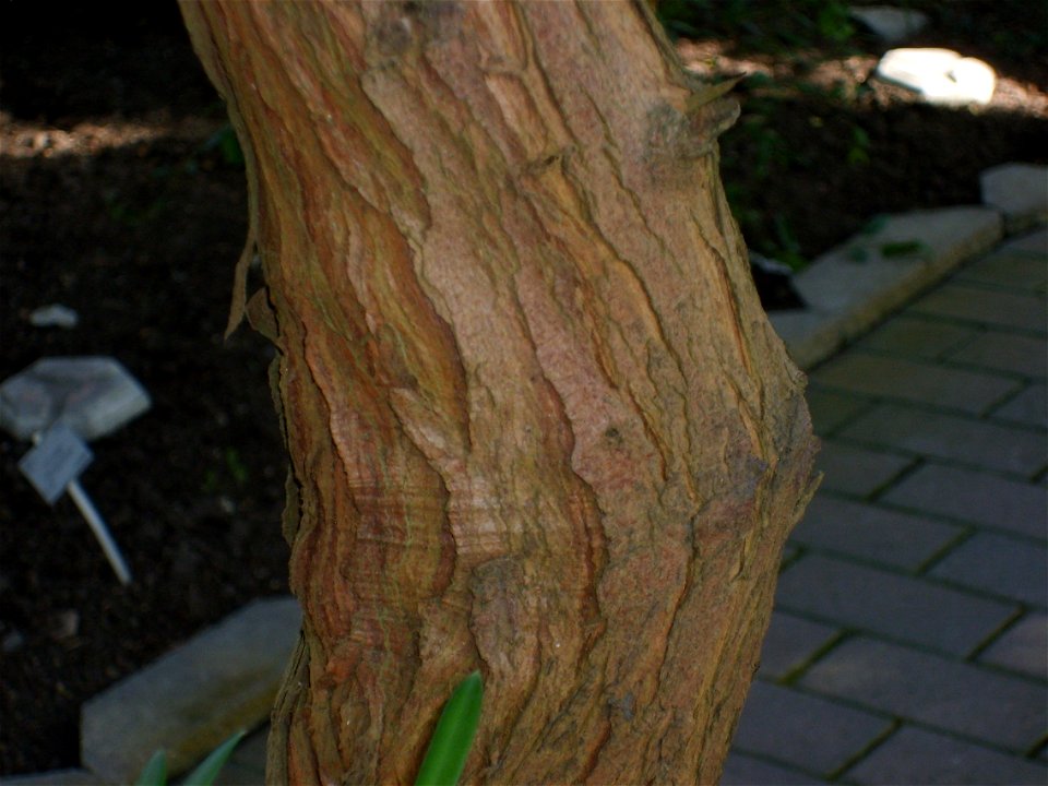 Copenhagen Botanical Gardens, Podocarpus latifolius, bark/trunk