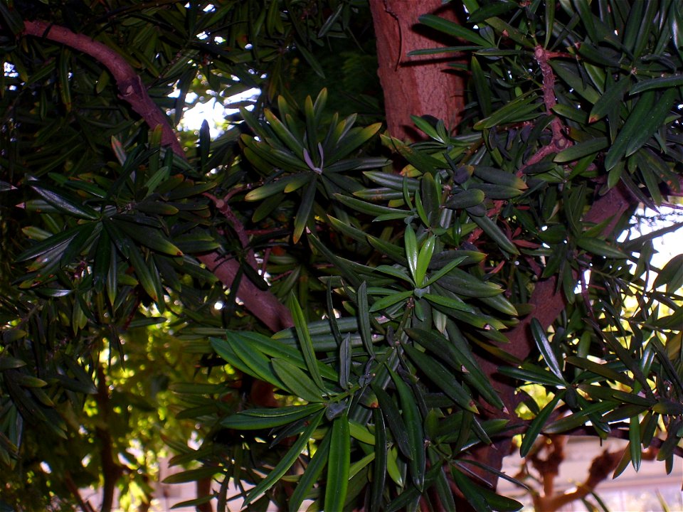Copenhagen Botanical Gardens, Podocarpus latifolius