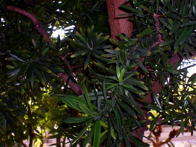 Copenhagen Botanical Gardens, Podocarpus latifolius