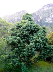 Podocarpus latifolius or Real Yellowwood tree. Growing on the slopes of Tble Mountain Cape Town.