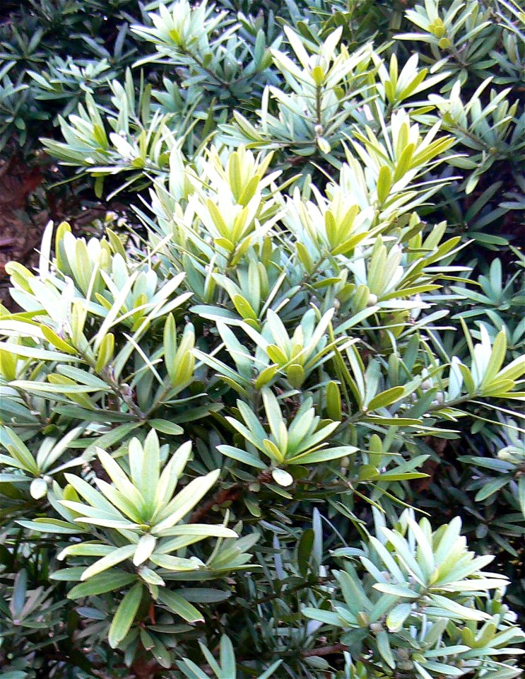 Podocarpus latifolius or Real Yellowwood tree. Foliage. Cape Town.