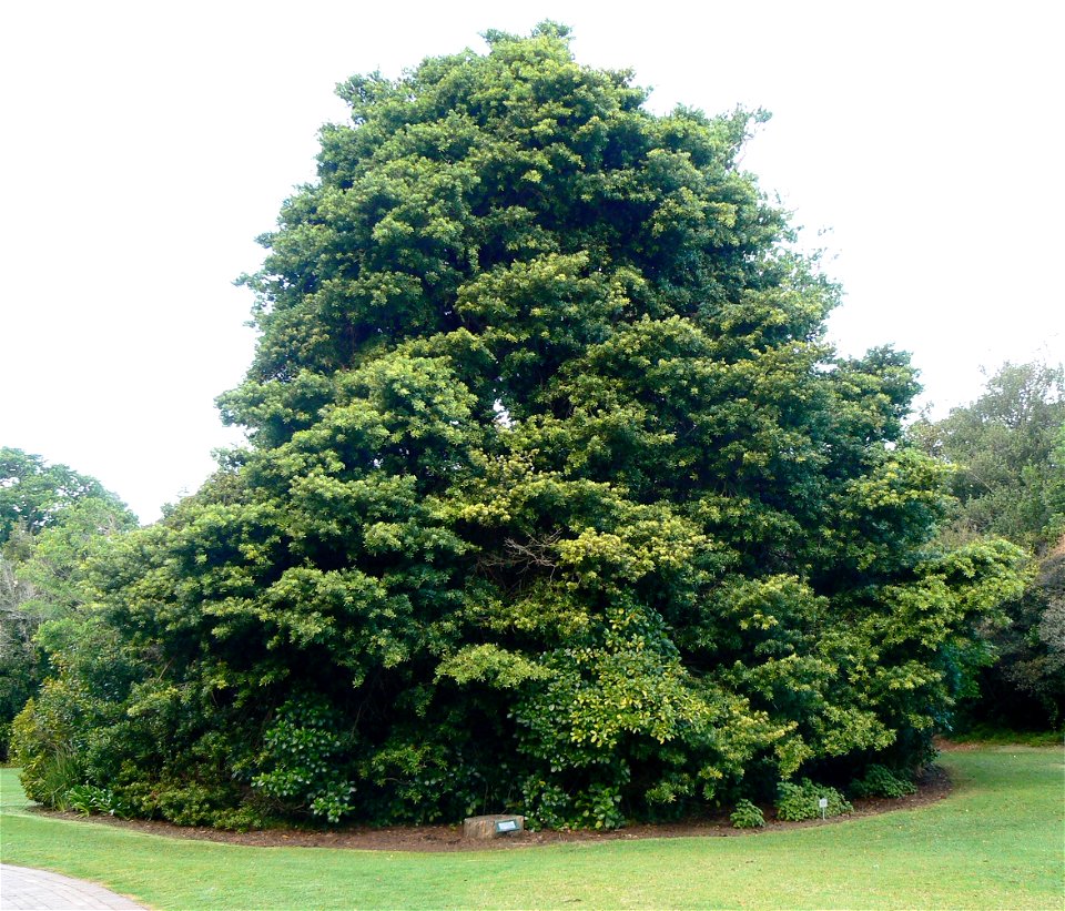 Photograph of a mature Podocarpus latifolius or Real Yellowwood tree. Cape Town.