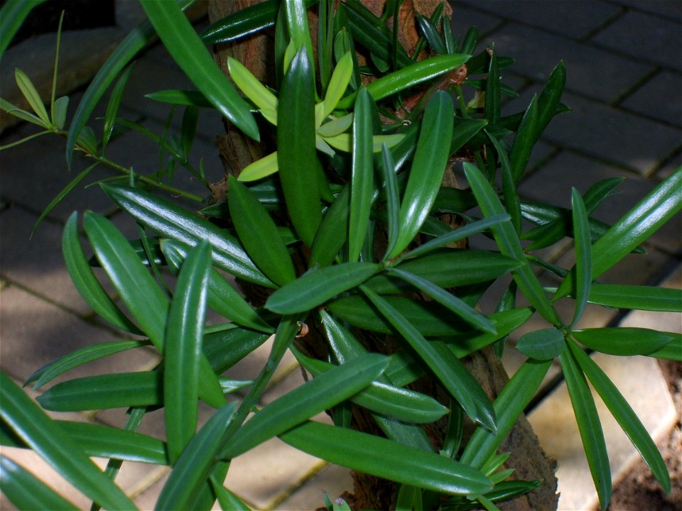 Copenhagen Botanical Gardens, Podocarpus latifolius, foliage close-up