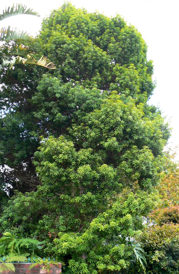 Real Yellowwood or Podocarpus latifolius growing in a Cape Town garden.