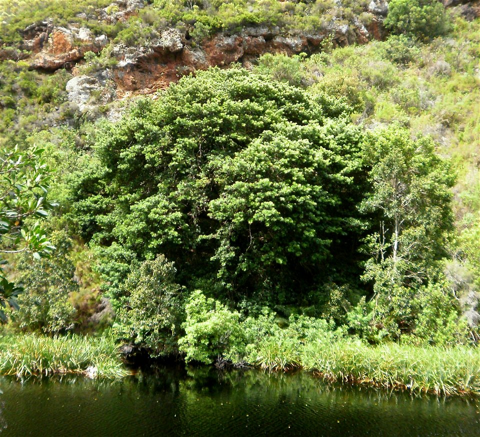 Podocarpus latifolius. The Real Yellowwood. Afromontane riverside.