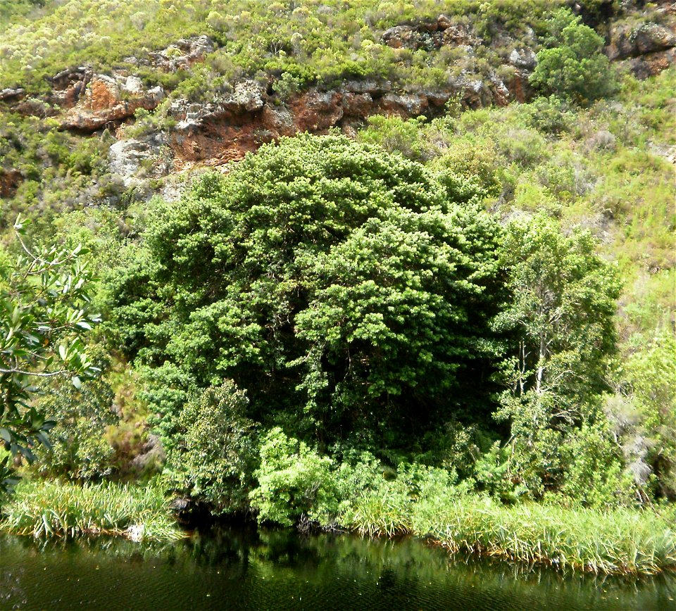 Real Yellowwood tree. Podocarpus latifolius. Riverside in South Africa.
