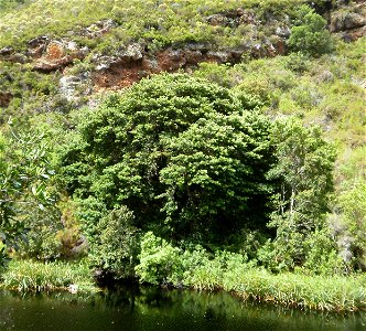 Real Yellowwood tree. Podocarpus latifolius. Riverside in South Africa.