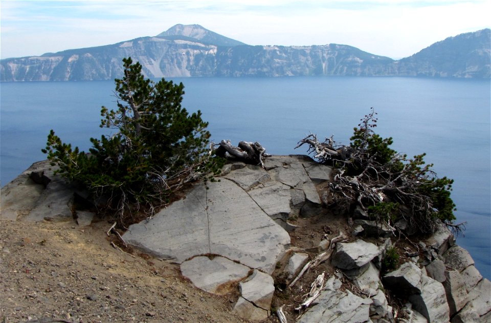 Whitebark pine, P. albicaulis, at Crater Lake, Oregon.
In the west coast of the US, with 5 needles per bundles, this often gnarled and twisted tree, growing on a rocky crest at high elevations, can on