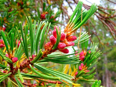 Male cones of a Whitebark Pine Pinus albicaulis, Rock Creek Canyon, eastern Sierra Nevada, California.