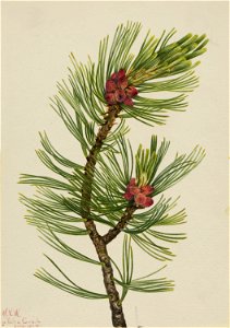 Whitebark Pine (Pinus albicaulis) photo