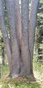 Whitebark pine tree photo