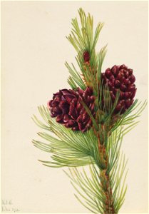 Whitebark Pine (Pinus albicaulis) photo