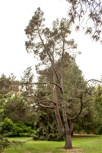 Pinus edulis photo
