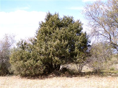 Juniperus oxycedrus, Razbona, España photo