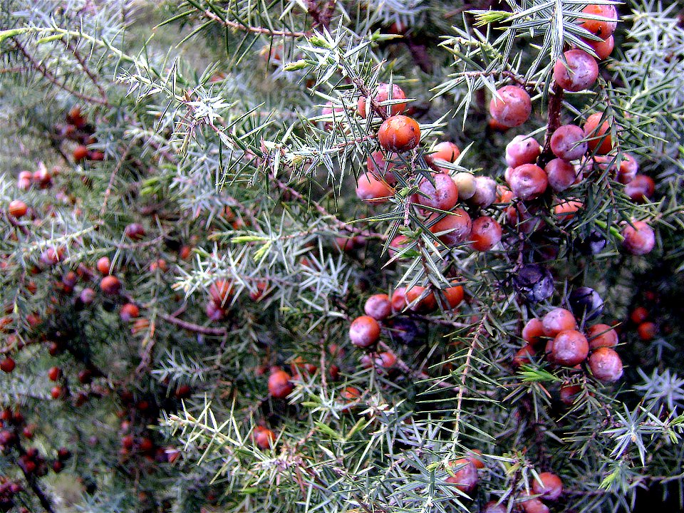 Juniperus oxycedrus subsp. badia, mature seed cones, Sierra Madrona, Spain